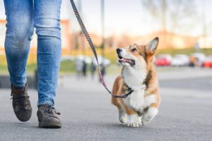 PawShield Moisturizing Cream