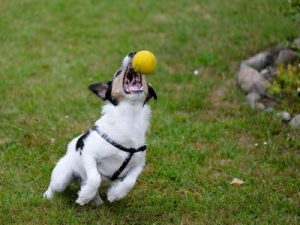 CanineMend Healing Balm